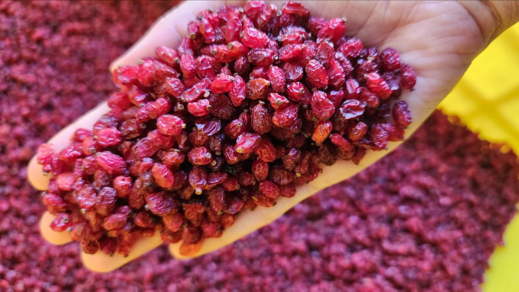 خرید زرشک پفکی اعلا
